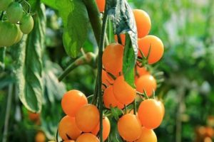 Description de la variété de tomate Capsule jaune, ses caractéristiques et son rendement