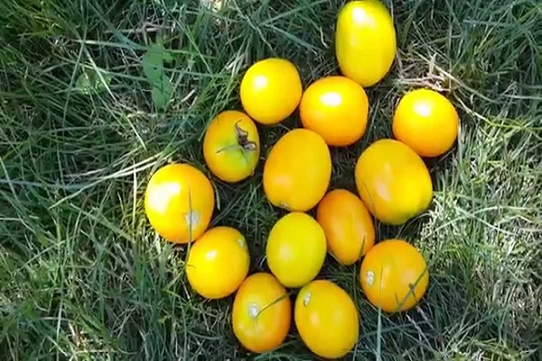 Me gustarán los tomates