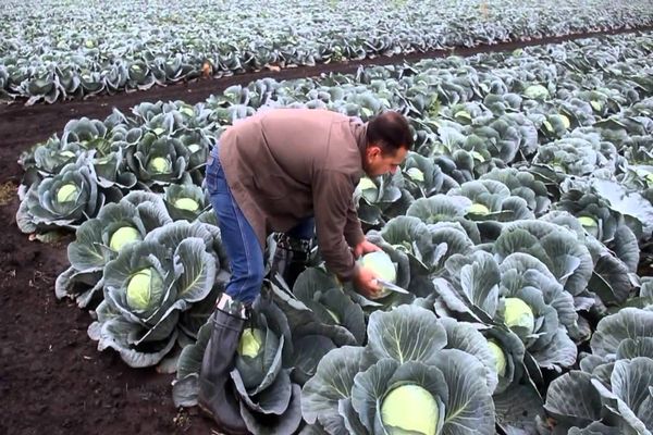 cabbage care