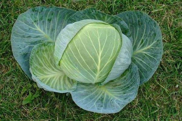 cabbage cultivation