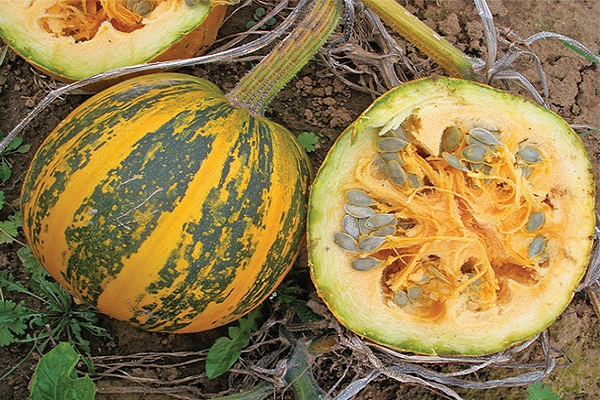 calabaza gimnosperma