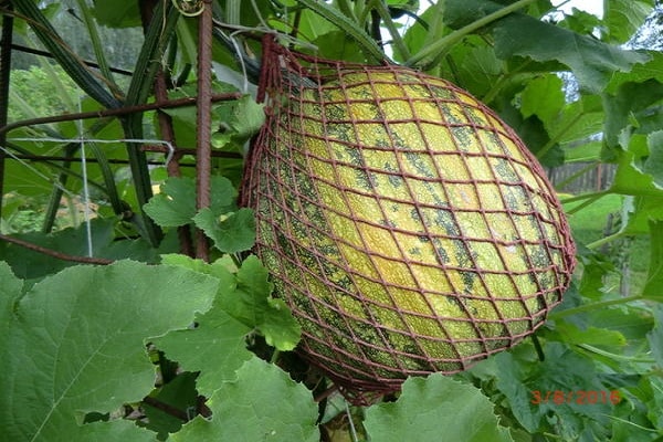 množstvo antioxidantov