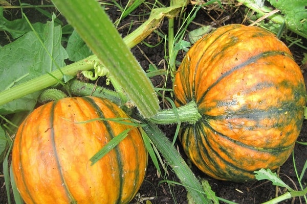 alimentation régulière