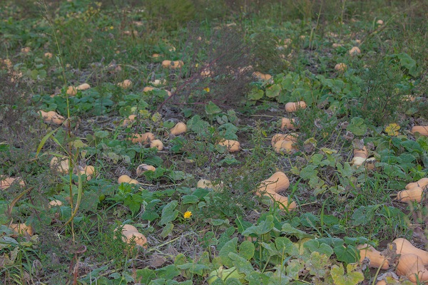 plántulas de calabaza