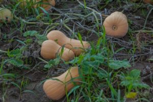 Descripción de la variedad de calabaza Matilda, características de cultivo y cuidado.