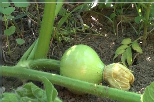 reglas agrícolas