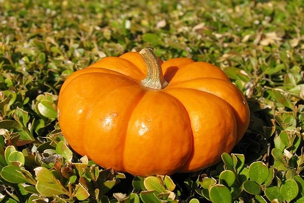 calabaza de miel