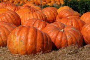 Descripción de las variedades de calabaza de miel, sus características y rendimiento.