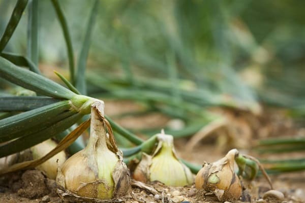 digging out onions