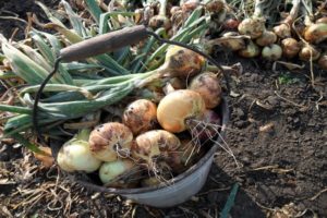 Masa yang tepat untuk membuang bawang dari kebun di Siberia