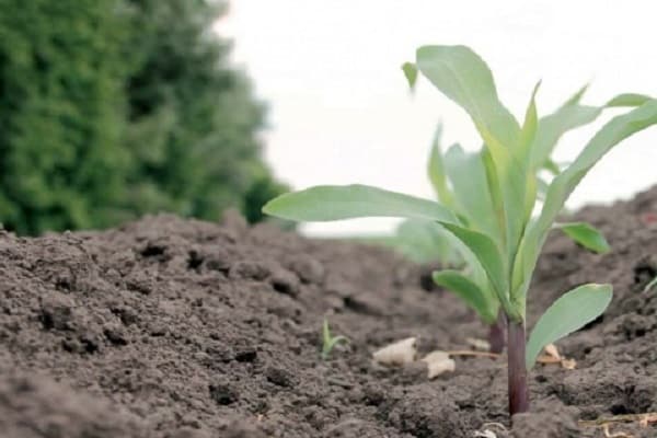 alimentation d'été