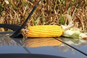 What is the average yield from 1 hectare of corn?