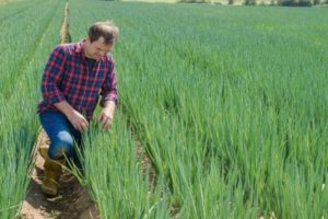 How to deal with onion pests and what should be done for treatment?