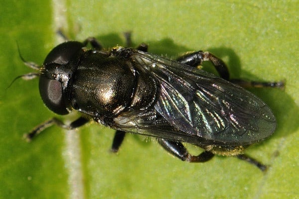 hoverfly de cebolla