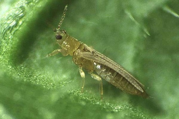 thrips du tabac