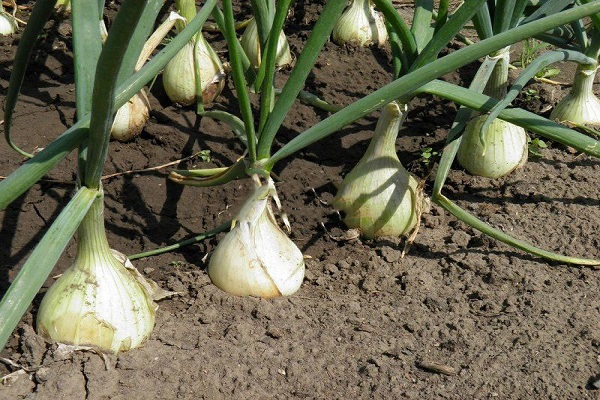 onion in the Urals