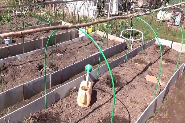 éliminer les mauvaises herbes