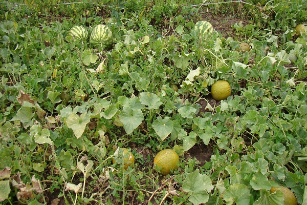 melones y calabazas