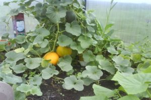 Formation, planting, cultivation and care of melons in the greenhouse