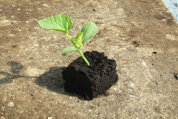 des trous sont plantés