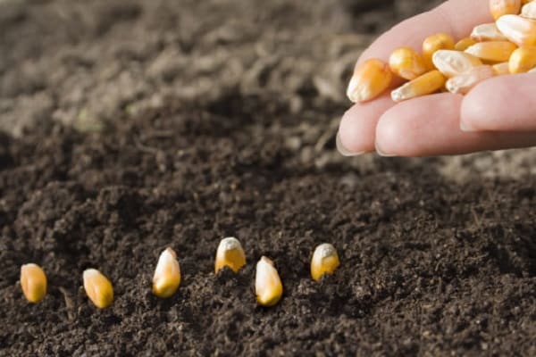 germinated seeds