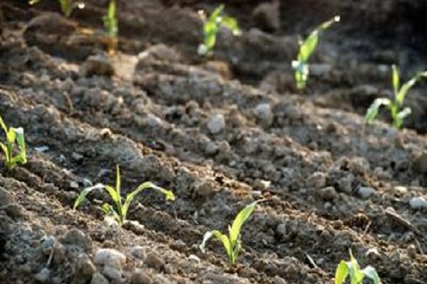 jardineros trabajadores