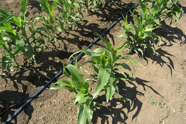 corn vegetation