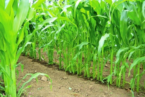 planting corn