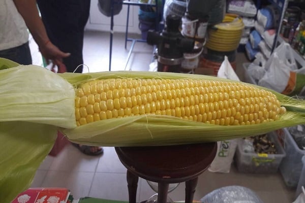 plant corn