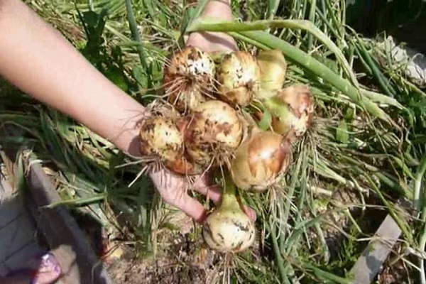 alimentar cebollas