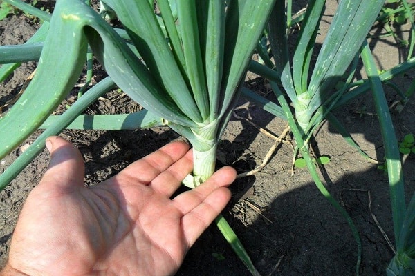 feeding onions