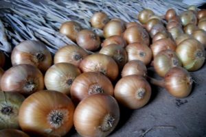 Cultivar, cuidar y alimentar cebollas en un nabo en campo abierto.