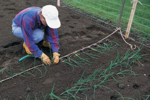 watering the beds