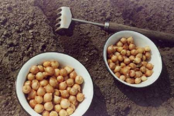 preparación del suelo