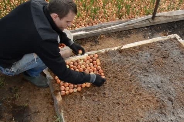 autumn digging