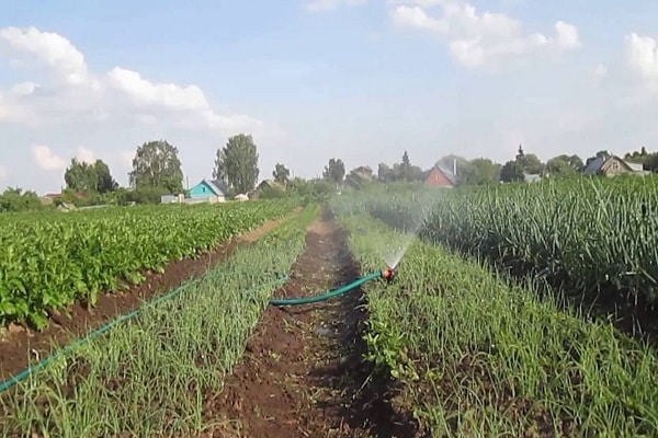 growing onions