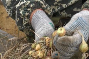 Com conrear i cuidar les cebes a l'aire lliure per obtenir una bona collita?