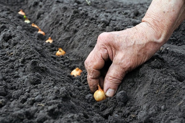 agrotecnología de cultivo