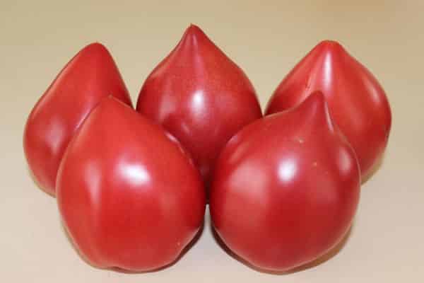 tomate fruit