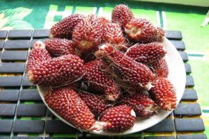 Penerangan mengenai pelbagai jagung hiasan strawberi, penanaman, penanaman dan perawatannya