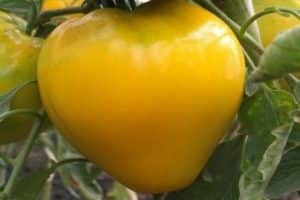 Description de la variété de tomate Golden King, caractéristiques de culture et de soins