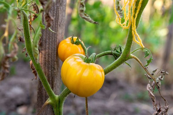 tomate dorado rey