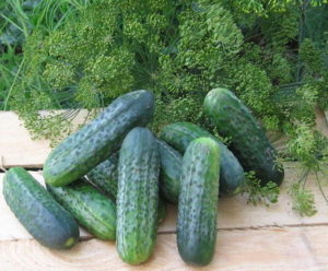 Description of the Atlantis f1 cucumber variety, features of cultivation and yield