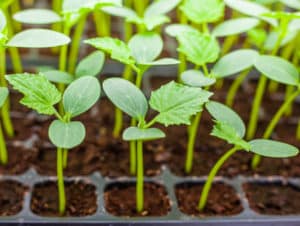 How to properly plant overgrown cucumber seedlings in open ground or greenhouse