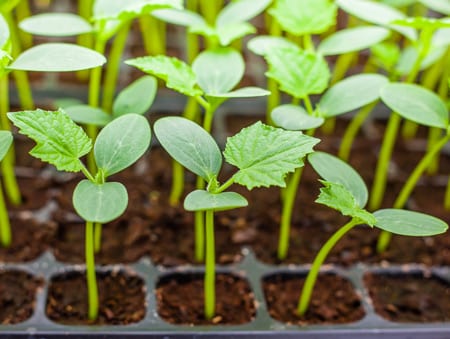 cucumber seedlings in boxes