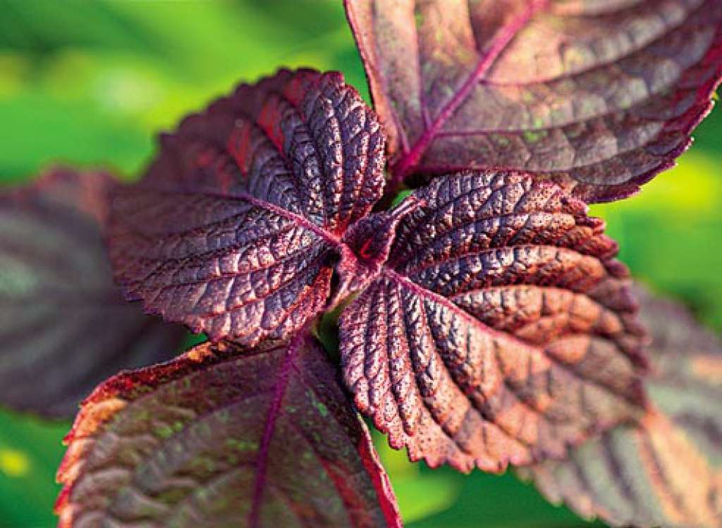 basil treatment