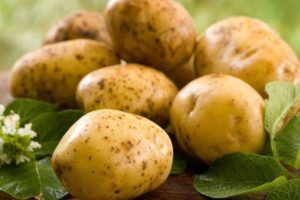 Description of the Zekura potato variety, its characteristics and yield