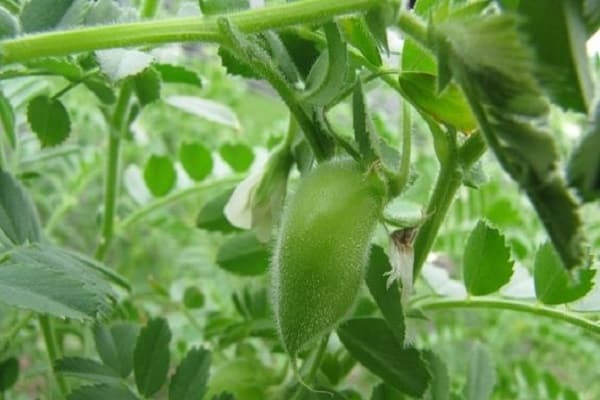 garbanzos de guisantes