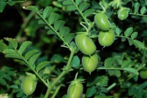 The benefits and harms of chickpeas or Turkish lamb peas, its varieties and cultivation