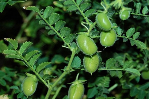 legumes